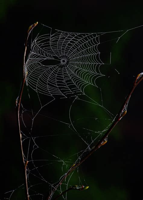 WEBS